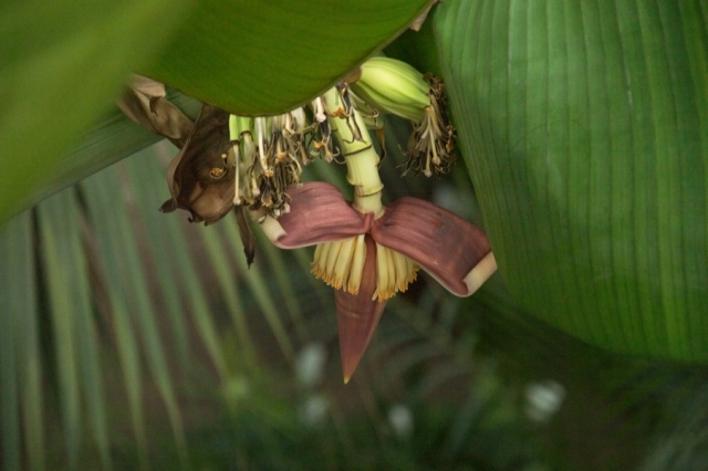 VDU Botanikos sode pražydo didžiausia pasaulyje žolė